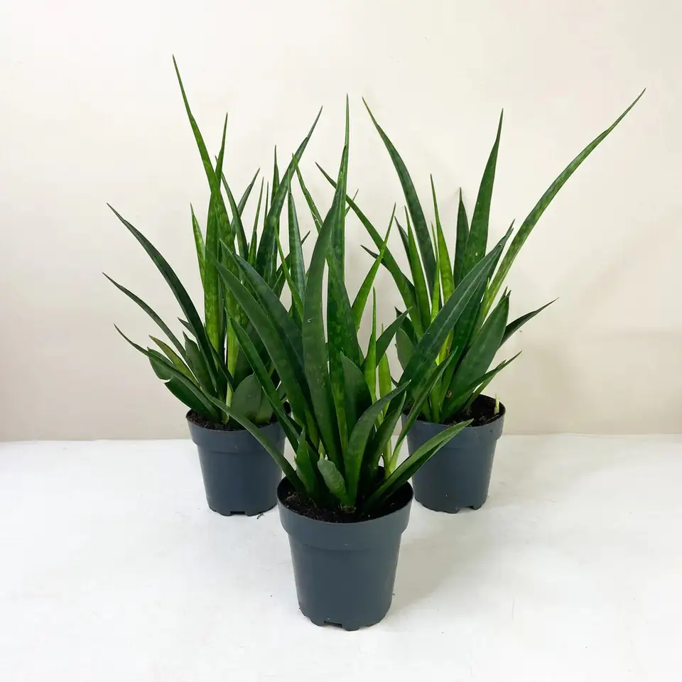 Сансевиера D12 H50 - Sanseviera Kirkii Friends - Image 2