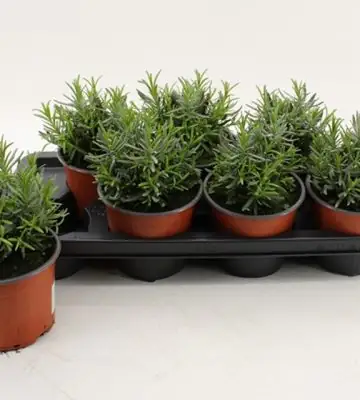 Лавандула D14 H20 - Lavandula Hidcote