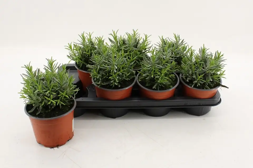 Лавандула D14 H20 - Lavandula Hidcote