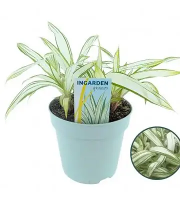 Карекс D17 H30 - Carex Siderostica Shiro