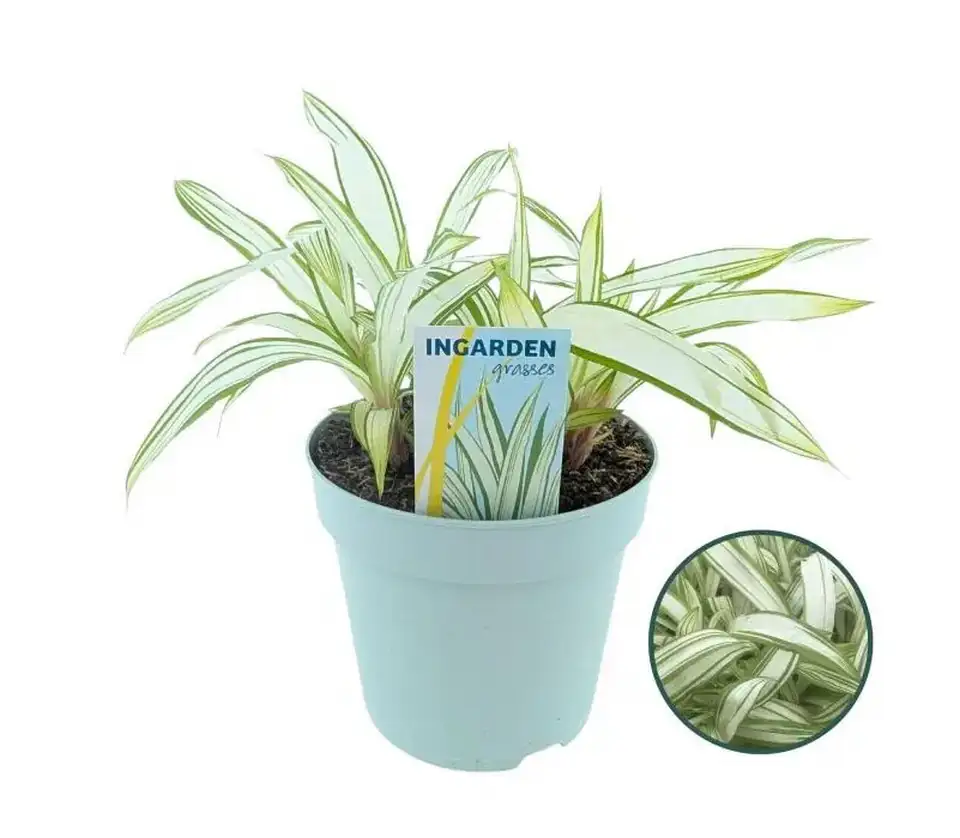 Карекс D17 H30 - Carex Siderostica Shiro