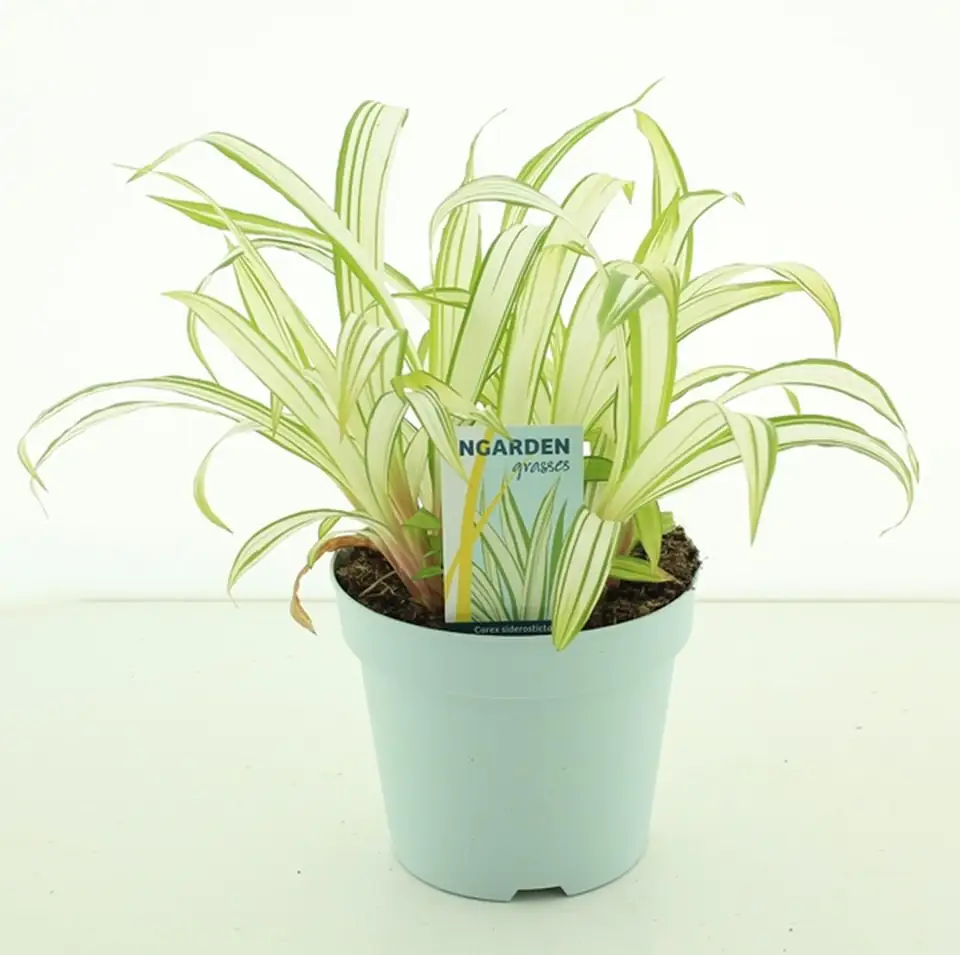 Карекс D17 H30 - Carex Siderostica Shiro - Image 2