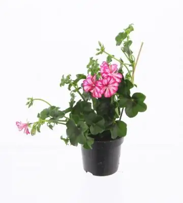 Пеларгониум D10 H25 - Pelargonium Peltatum Double Red/ White