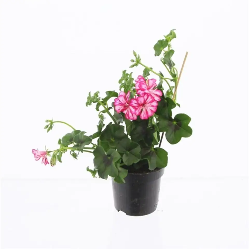 Пеларгониум D10 H25 - Pelargonium Peltatum Double Red/ White