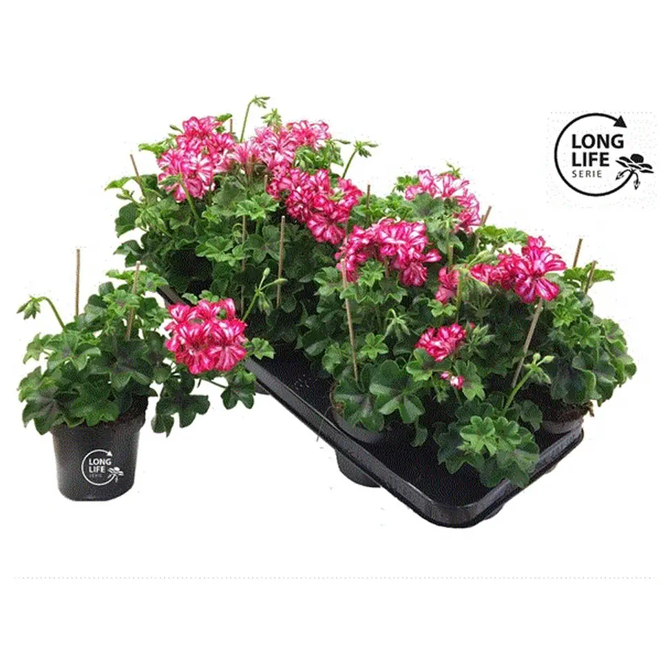 Пеларгониум D10 H25 - Pelargonium Peltatum Double Red/ White - Image 2