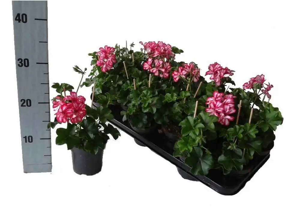 Пеларгониум D10 H25 - Pelargonium Peltatum Double Red/ White - Image 3