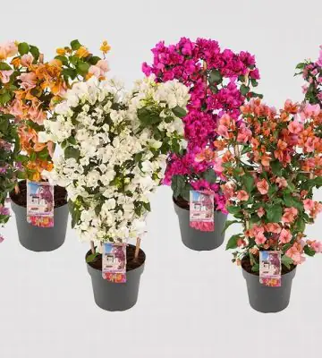 Бугаенвилеа D21 H70 - Bougainvillea Sanderiana mix
