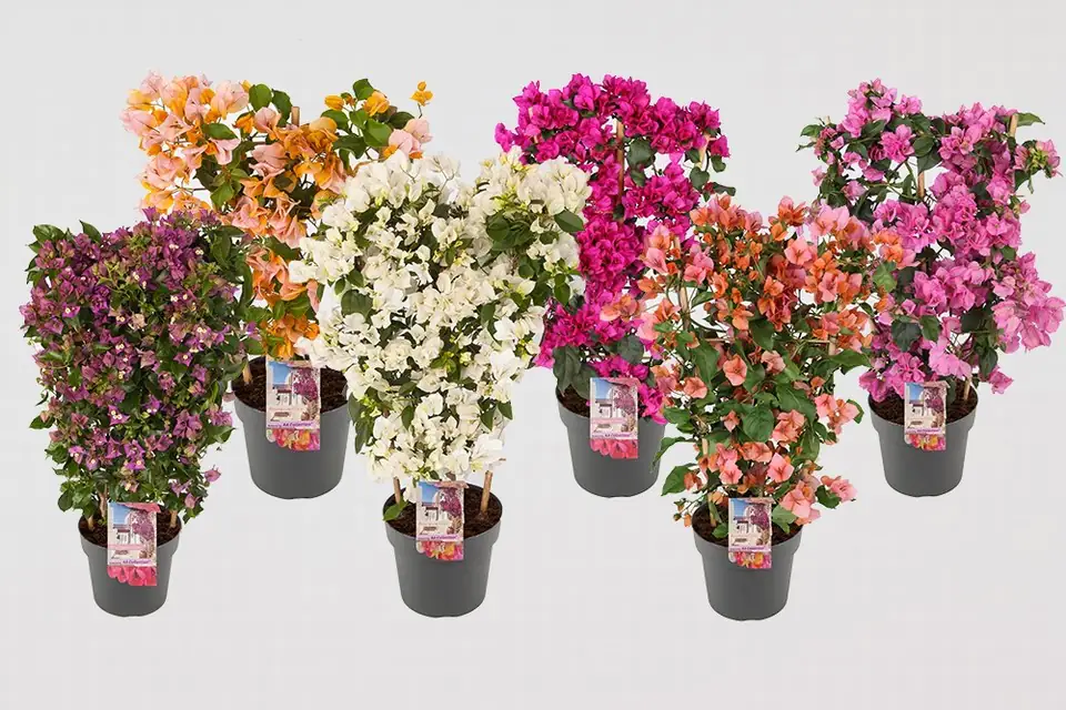 Бугаенвилеа D21 H70 - Bougainvillea Sanderiana mix