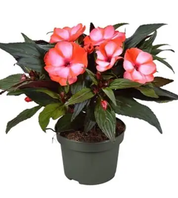 Импасианс D13 H25 - Impatiens NG Tamarinda Red White
