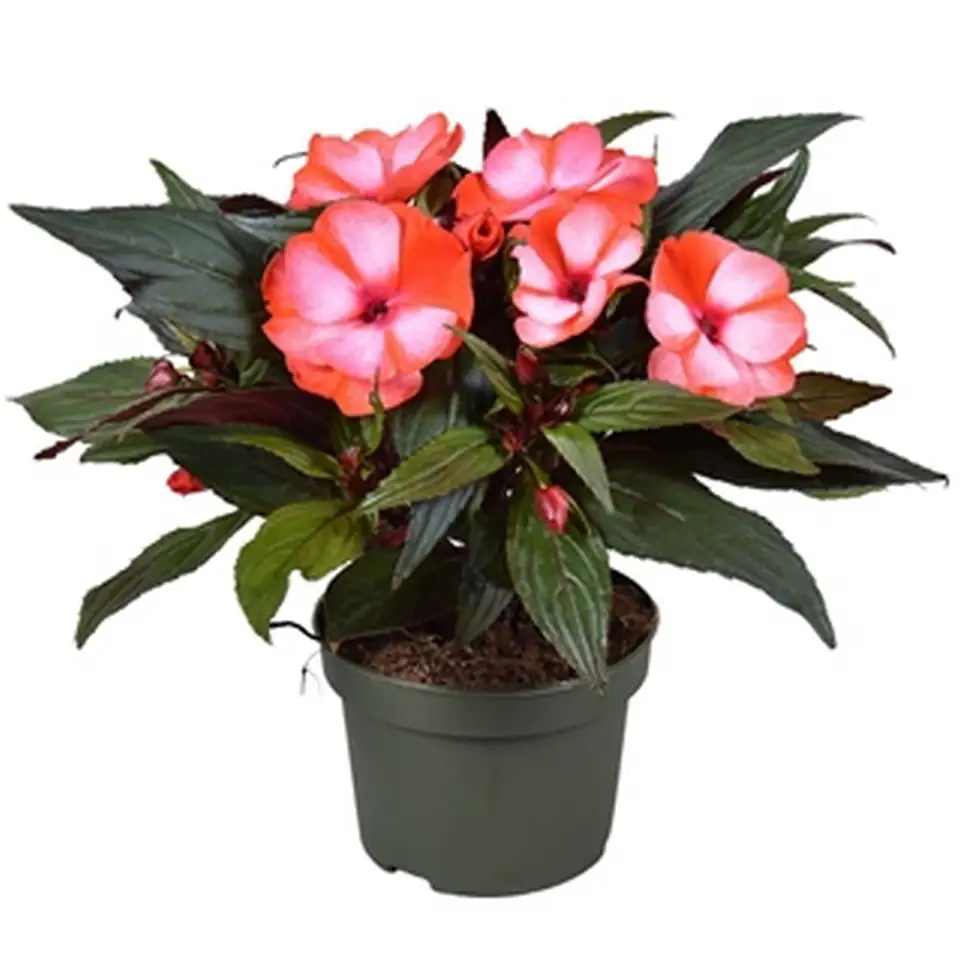 Импасианс D13 H25 - Impatiens NG Tamarinda Red White