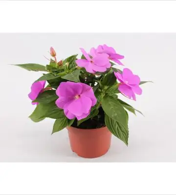 Импасианс D13 H25 - Impatiens NG Light Lavender