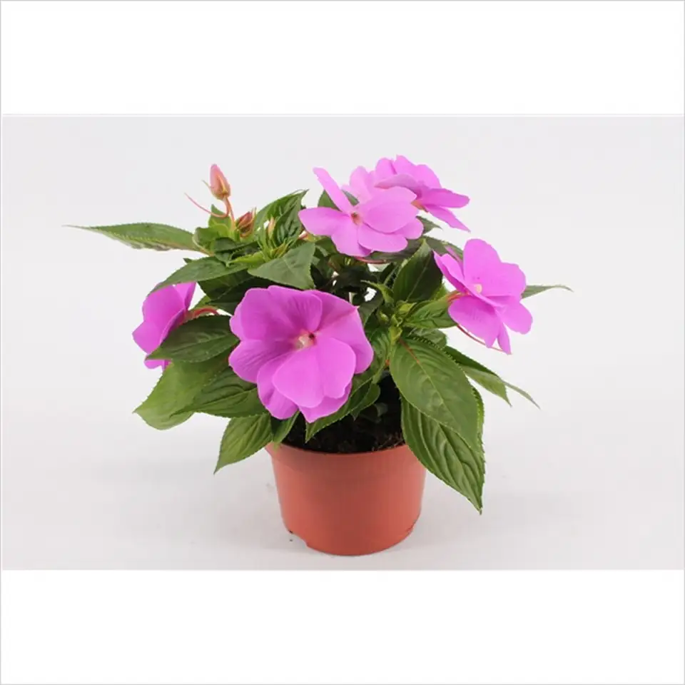 Импасианс D13 H25 - Impatiens NG Light Lavender