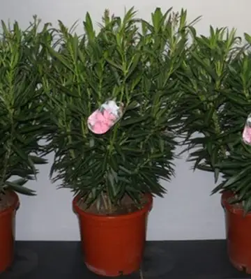 Олеандър D30 H90 - Nerium Oleander mix