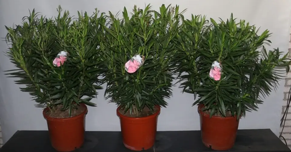 Олеандър D30 H90 - Nerium Oleander mix