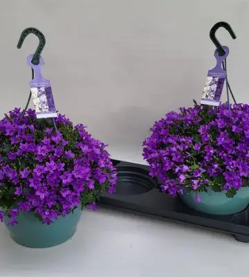 Кампанула D25 H50 - Campanula Portenschlagiana