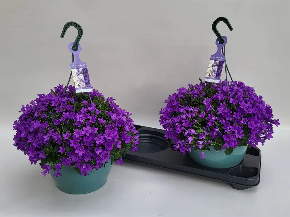 Кампанула D25 H50 - Campanula Portenschlagiana