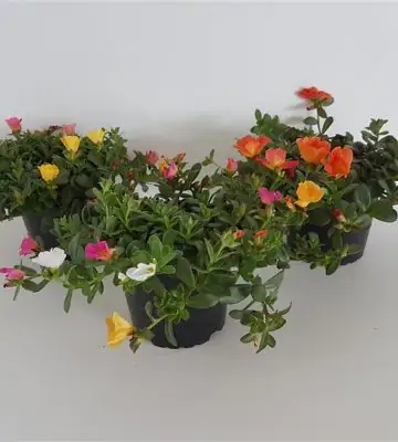 Портулака D12 H15 - Portulaca mix in pot