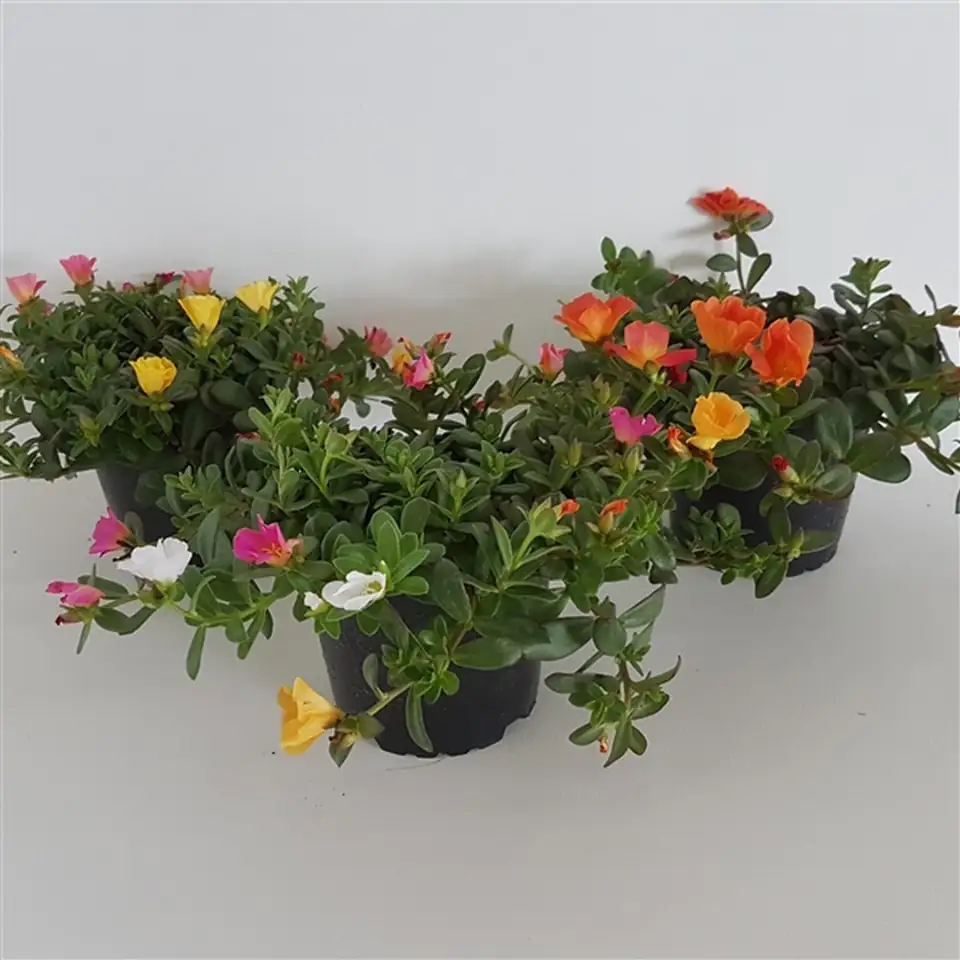 Портулака D12 H15 - Portulaca mix in pot