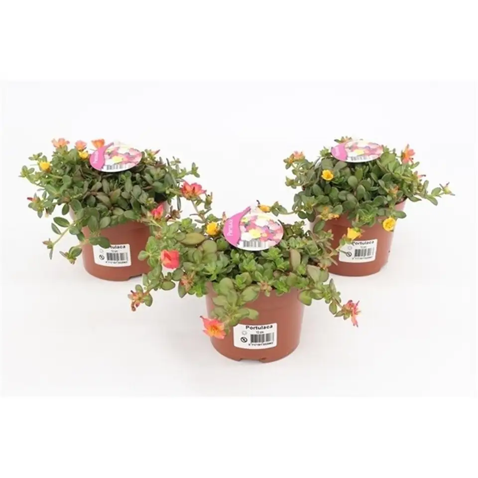 Портулака D12 H15 - Portulaca mix in pot - Image 2