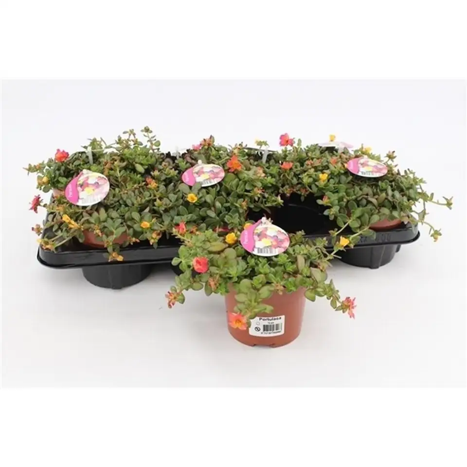 Портулака D12 H15 - Portulaca mix in pot - Image 3