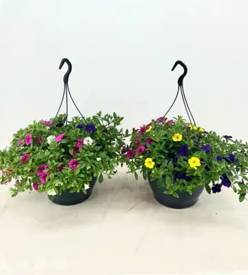 Калибрахоа D23 H35 - Calibrachoa Trixi Tricolore