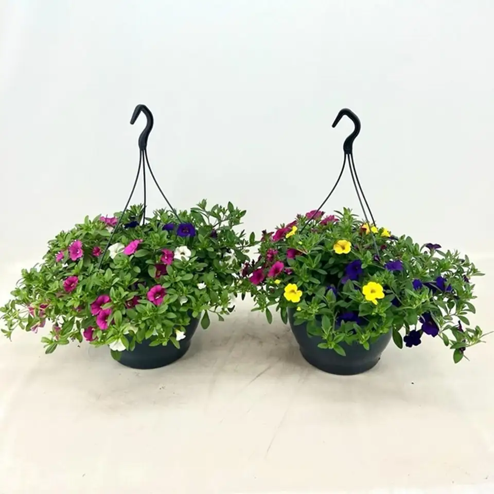Калибрахоа D23 H35 - Calibrachoa Trixi Tricolore