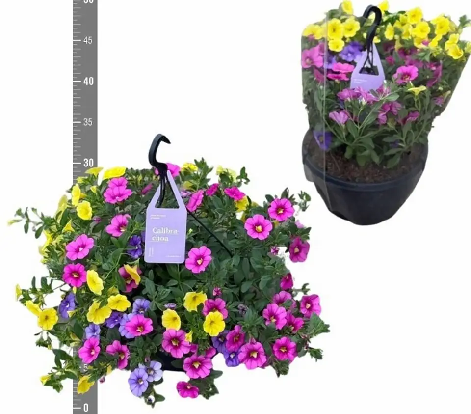 Калибрахоа D23 H35 - Calibrachoa Trixi Tricolore - Image 2