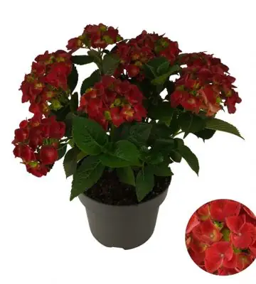 Хортензия D23 H45 - Hydrangea mac Mophead Red