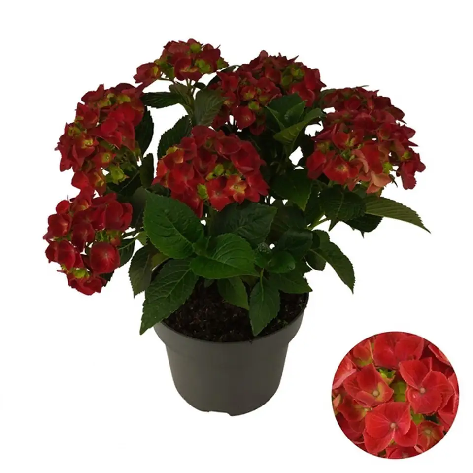Хортензия D23 H45 - Hydrangea mac Mophead Red