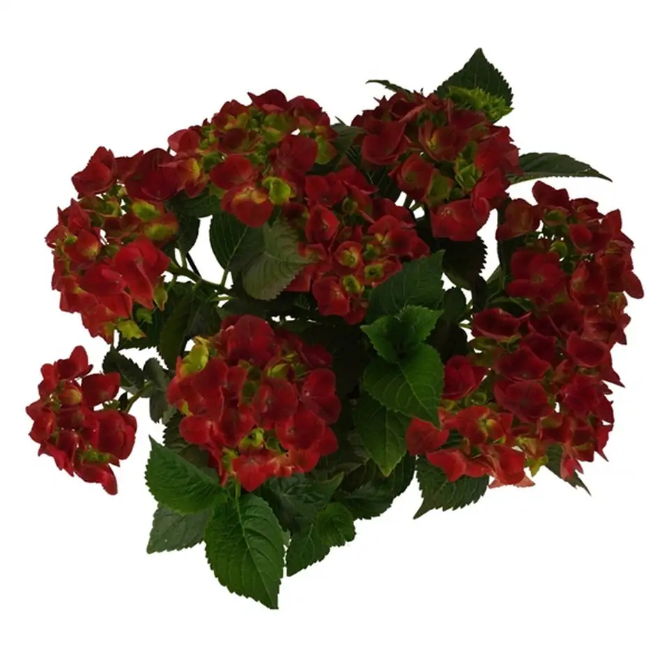 Хортензия D23 H45 - Hydrangea mac Mophead Red - Image 2