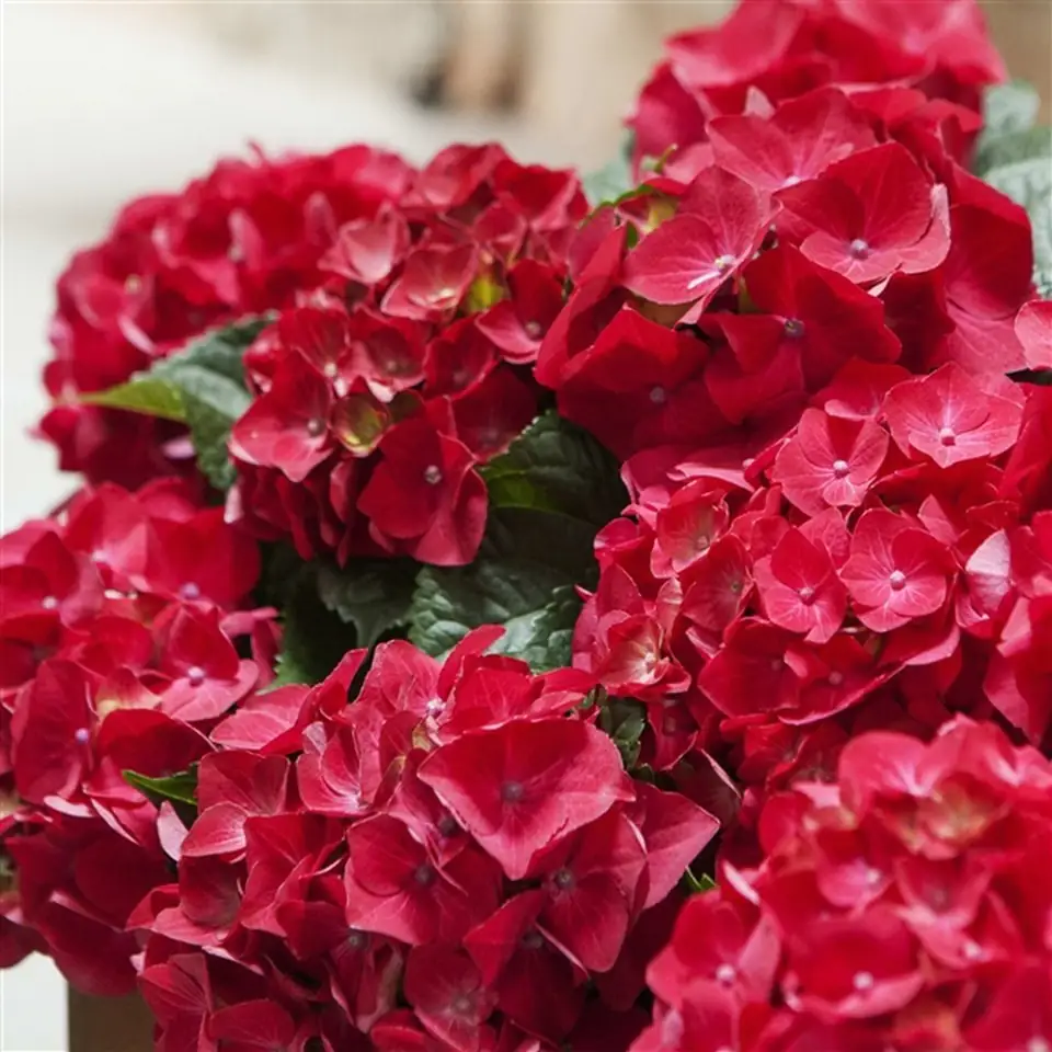 Хортензия D23 H45 - Hydrangea mac Mophead Red - Image 3