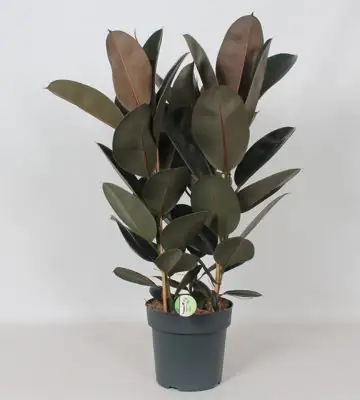Фикус D27 H85 - Ficus Elastica Robusta 3pp