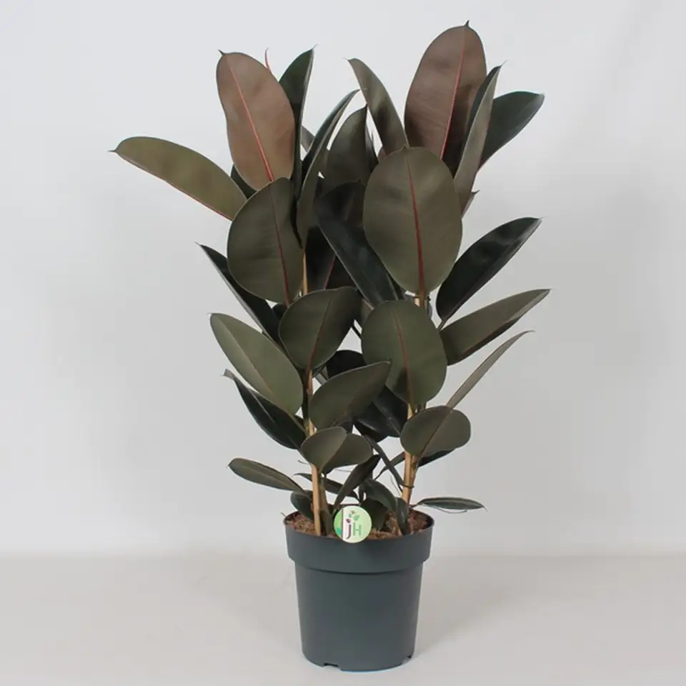 Фикус D27 H85 - Ficus Elastica Abidjan 3pp
