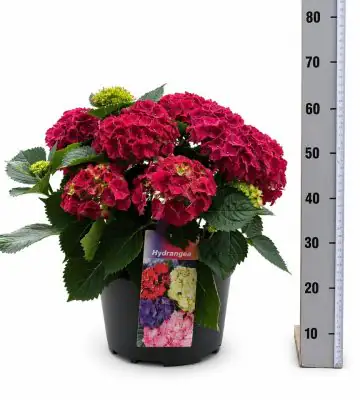 Хортензия D23 H53 - Hydrangea mac Hi Fire Red