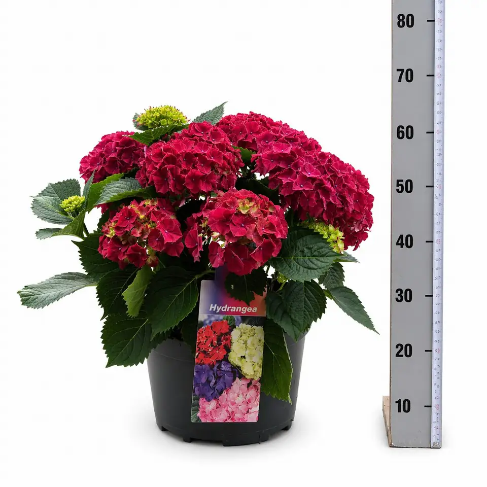 Хортензия D23 H53 - Hydrangea mac Hi Fire Red