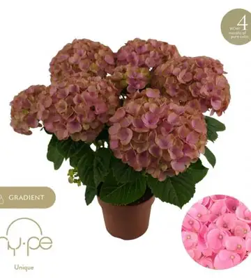 Хортензия D14 H40 - Hydrangea mac Hi Island Pink