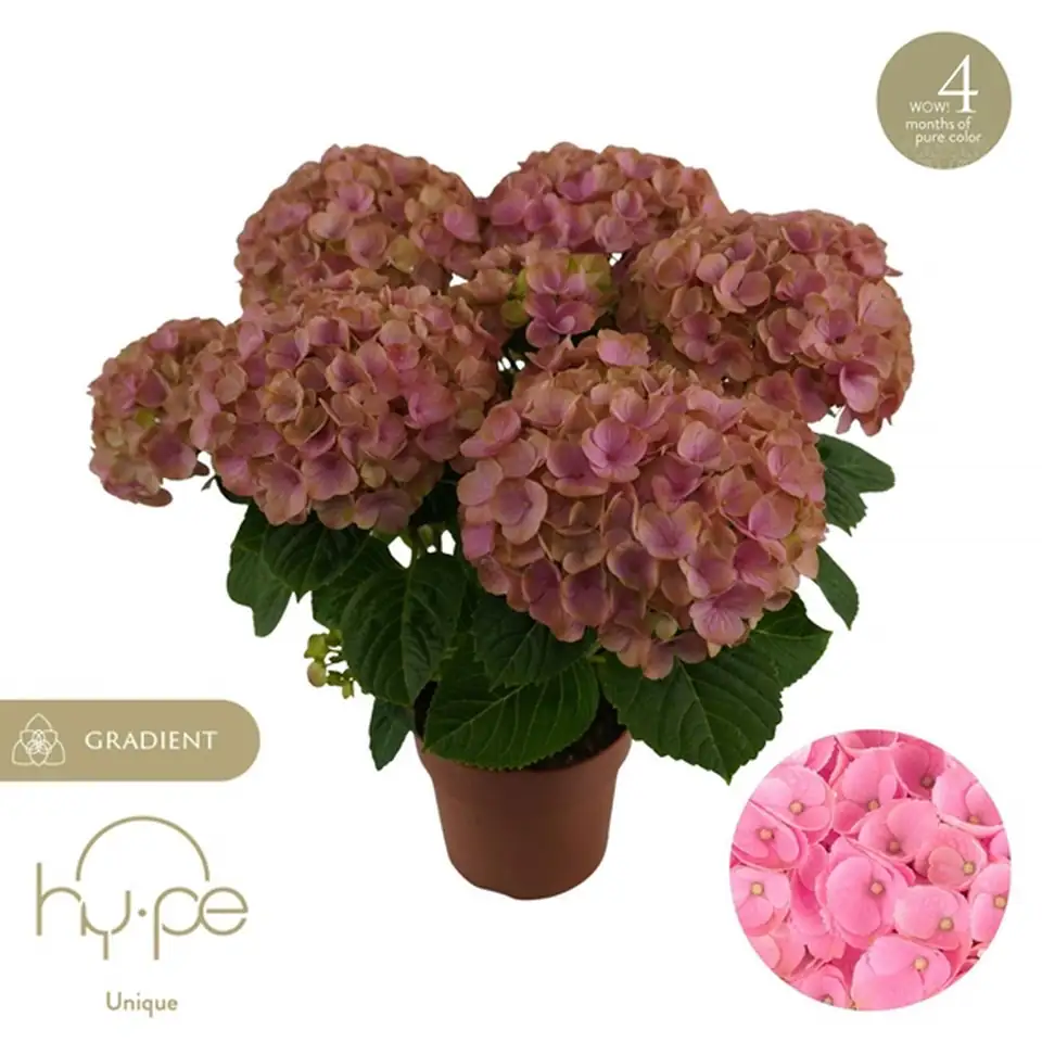 Хортензия D14 H40 - Hydrangea mac Hi Island Pink