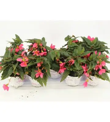 Бегония D12 H25 - Begonia Waterfall Hot Pink
