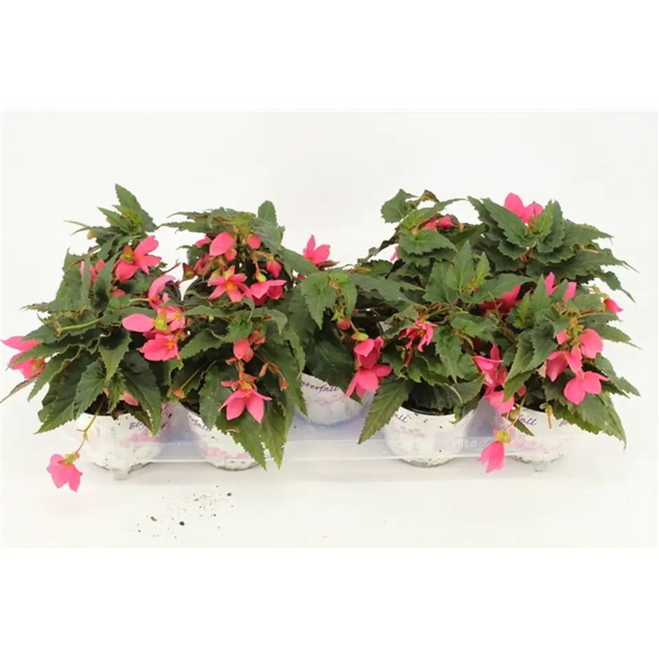 Бегония D12 H25 - Begonia Waterfall Hot Pink