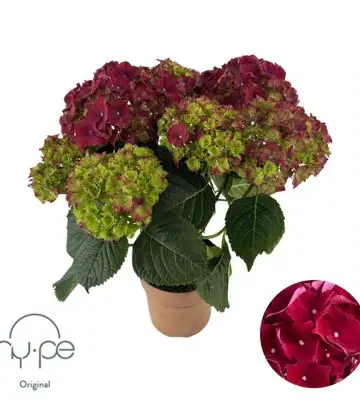 Хортензия D14 H40 - Hydrangea mac Mophead Red