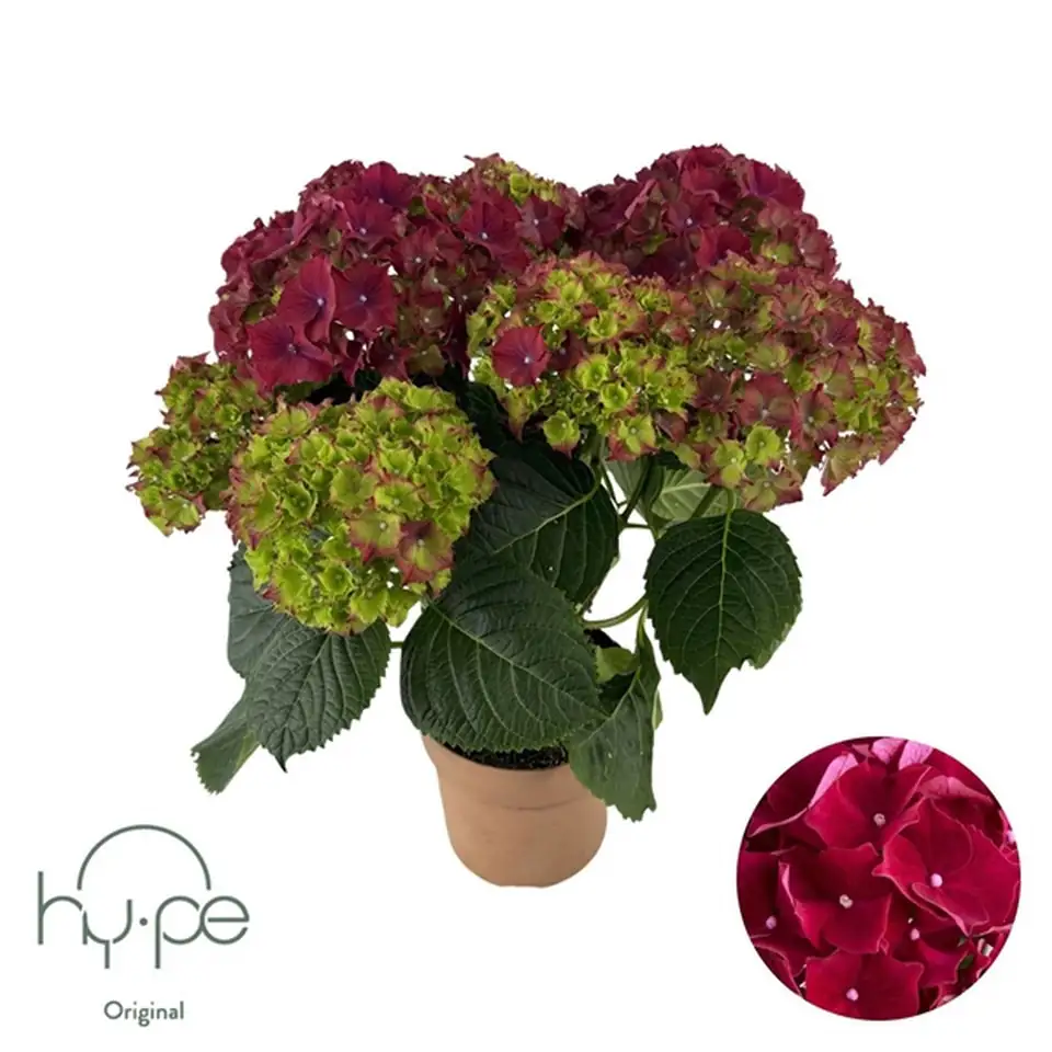 Хортензия D14 H40 - Hydrangea mac Mophead Red