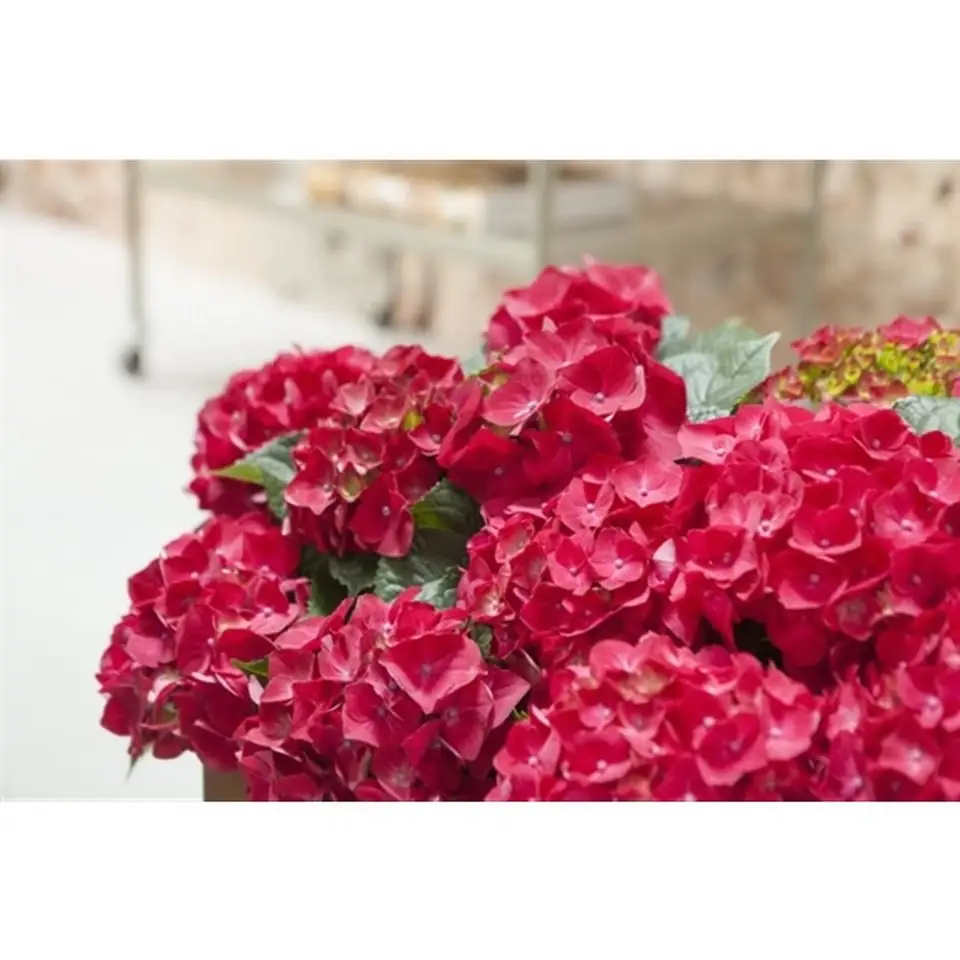 Хортензия D14 H40 - Hydrangea mac Mophead Red - Image 2
