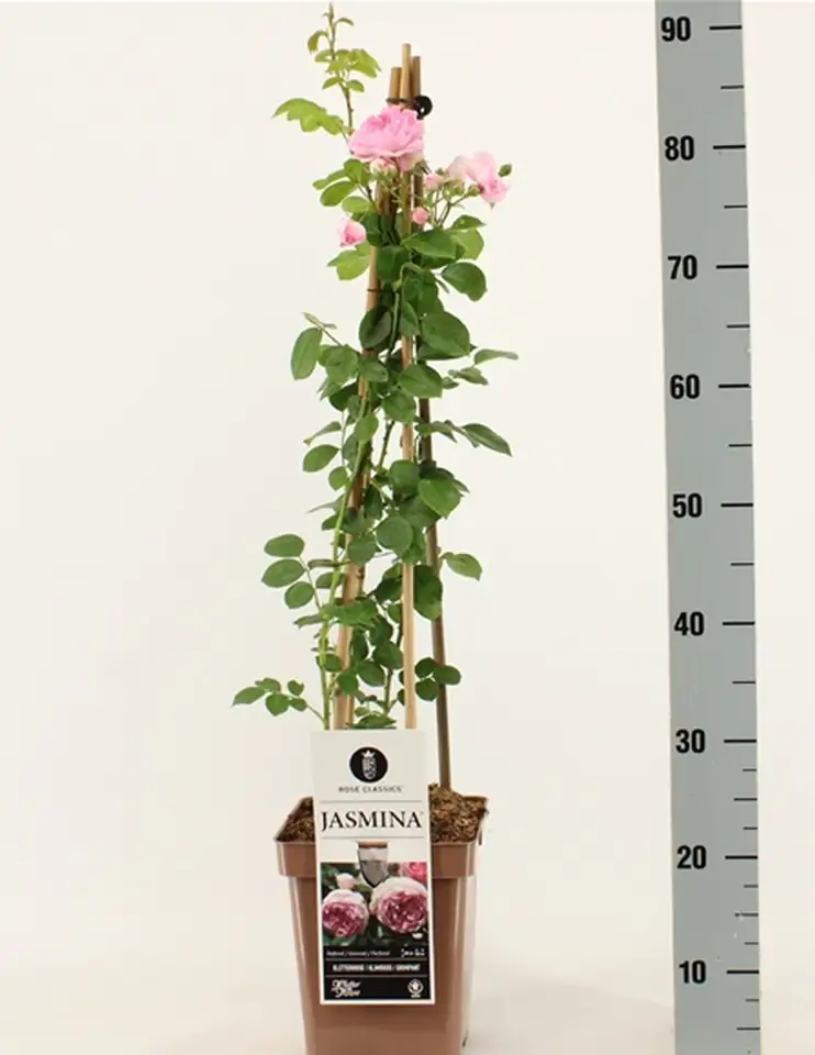 Роза катер D23 H70 - Rosa (K) Jasmina ® - Image 2
