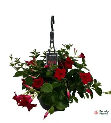 Мандевила D25 H30 - Mandevilla Sundaville hang mix