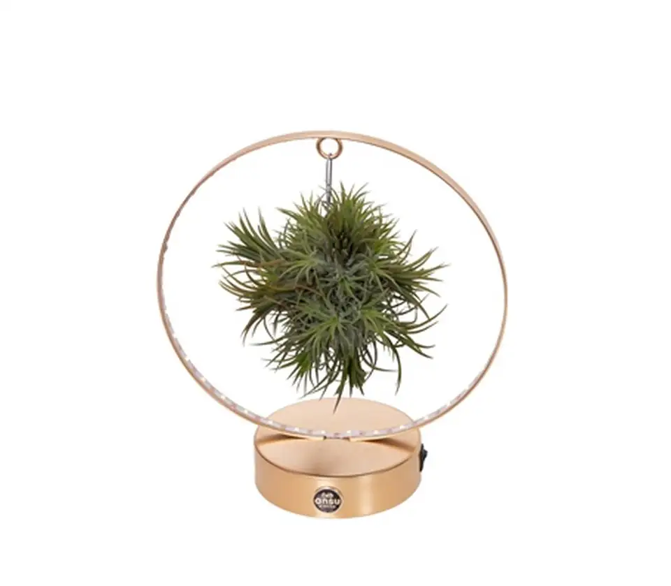 Тиландзия с LED осветление D20 H35 - Tillandsia arrangement - Image 2