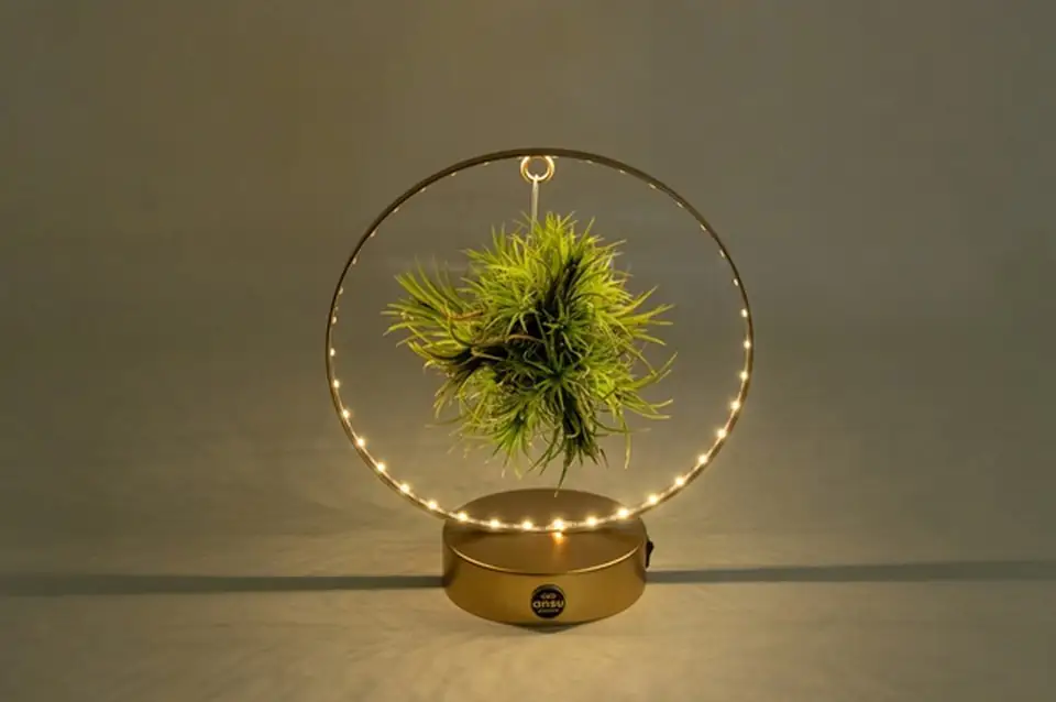 Тиландзия с LED осветление D20 H35 - Tillandsia arrangement - Image 3