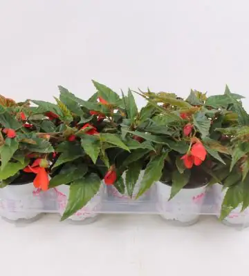 Бегония D12 H20 - Begonia Waterfall Red