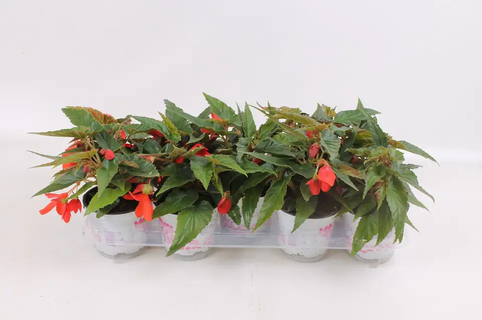 Бегония D12 H20 - Begonia Waterfall Red