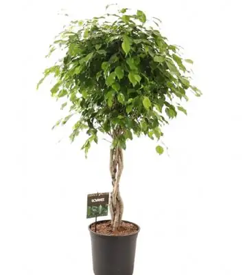 Фикус D27 H120 - Ficus Exotica twisted stems 4pp