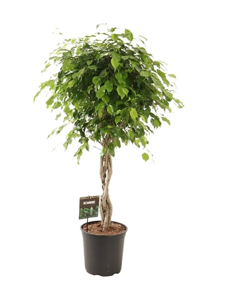 Фикус D27 H120 - Ficus Exotica twisted stems 4pp